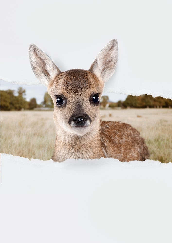 Fawn Torn Paper