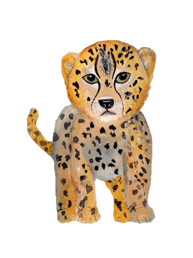 Cheetah Cub