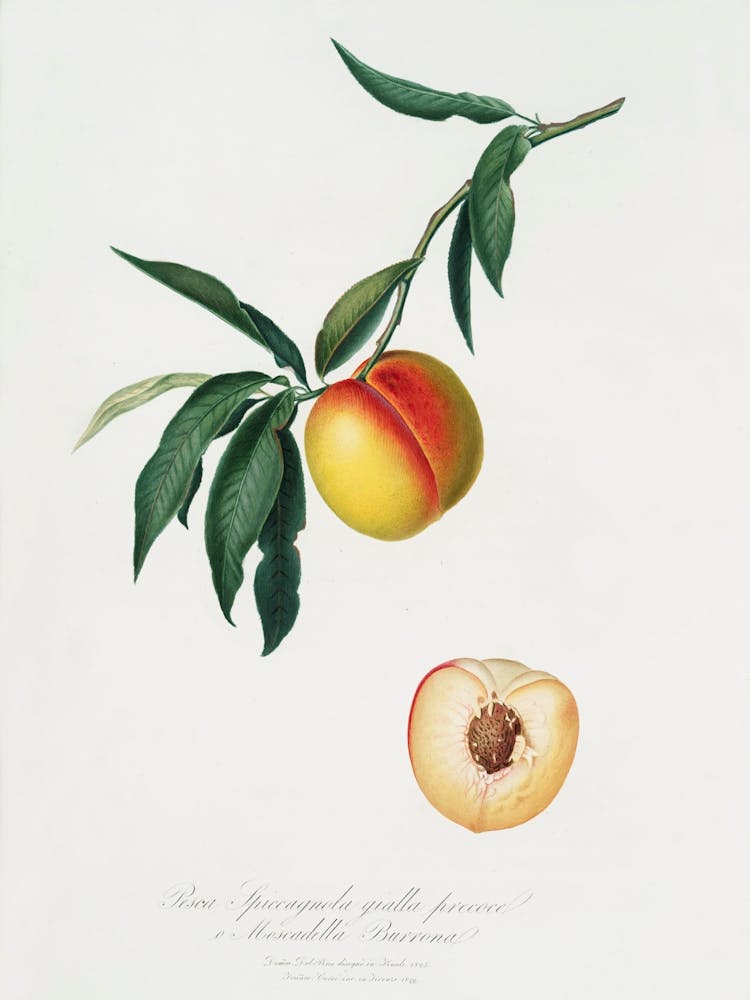 Peach (Persica Julodermis) From Pomona Italiana (1817 - 1839), Giorgio Gallesio
