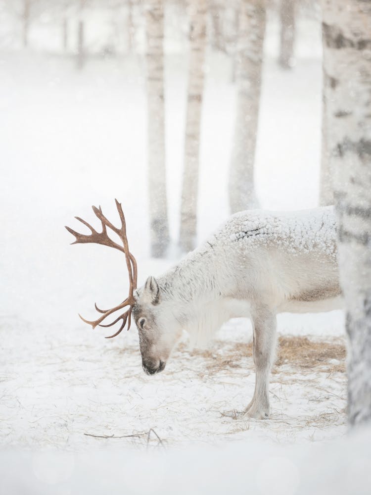 Serene Winter Scene