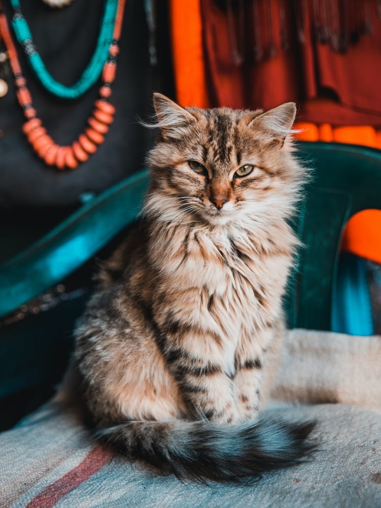 Cat Marocco in the mountains | Street Travel photography