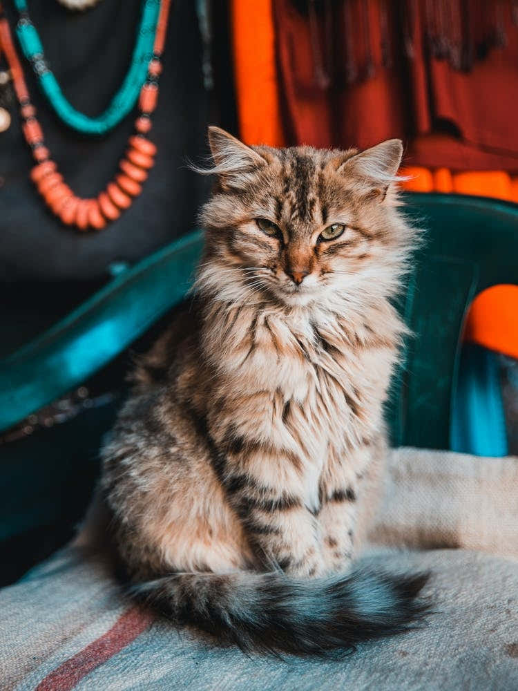 Cat Marocco in the mountains | Street Travel photography