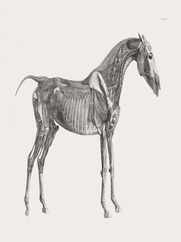 Horse Skeleton
