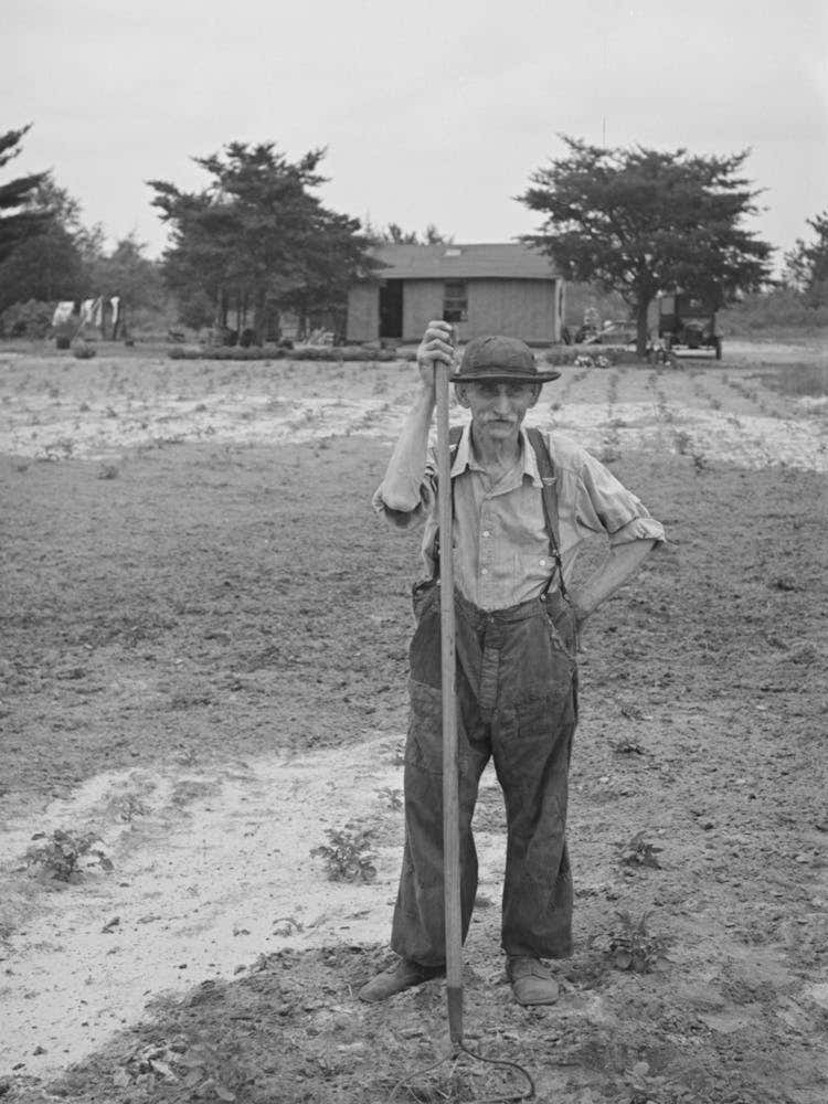 Untitled Photo, Possibly Related To Father Of Ben Johnson, Farmer Of The Cut Over Lands, Near Black River Falls