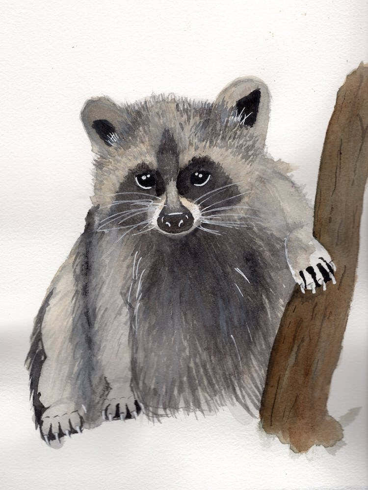 Raccoon