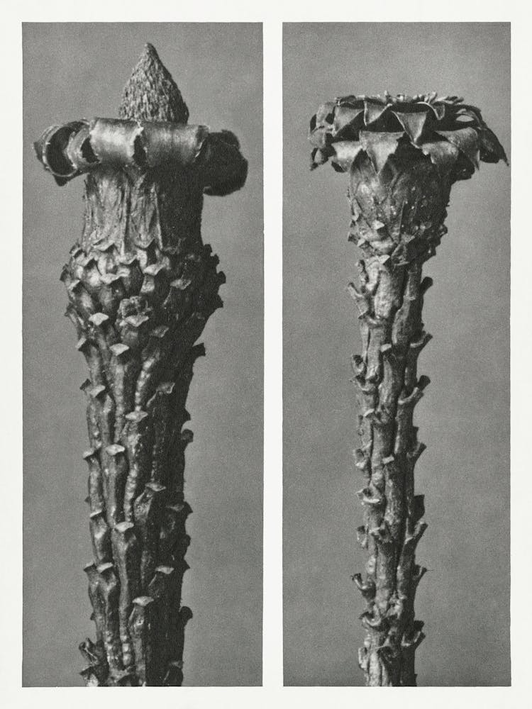 Silver Fir Or Red Variety, Karl Blossfeldt