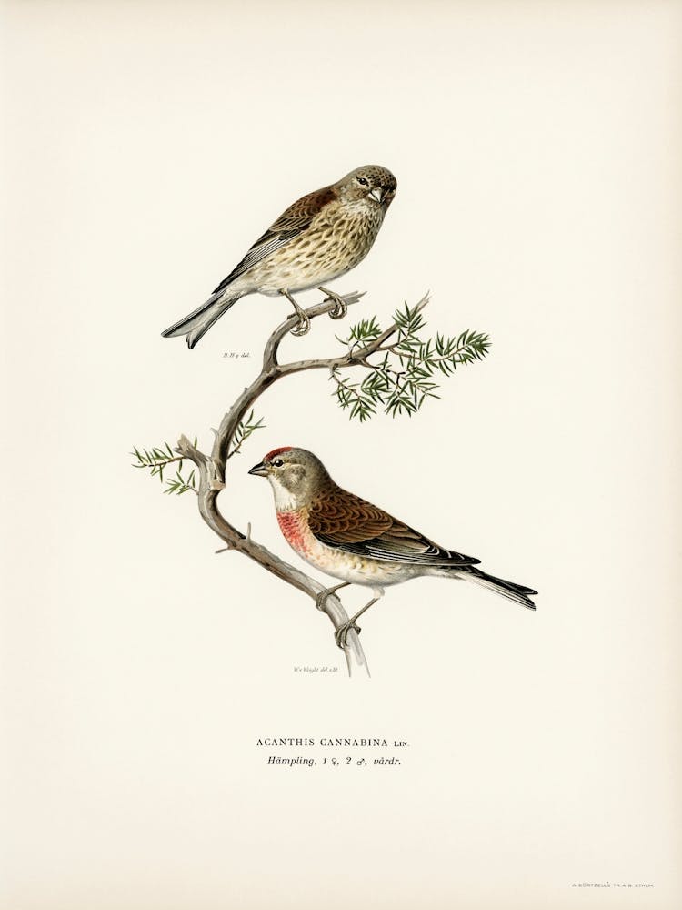 Common Linnet (Acanthis Cannabina), The Von Wright Brothers