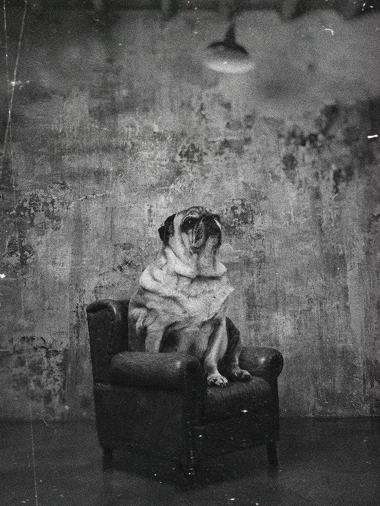 Picture Day At Dog School