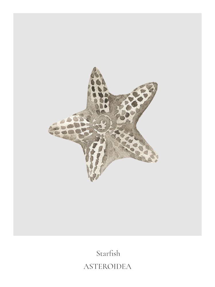 Starfish Anthonya