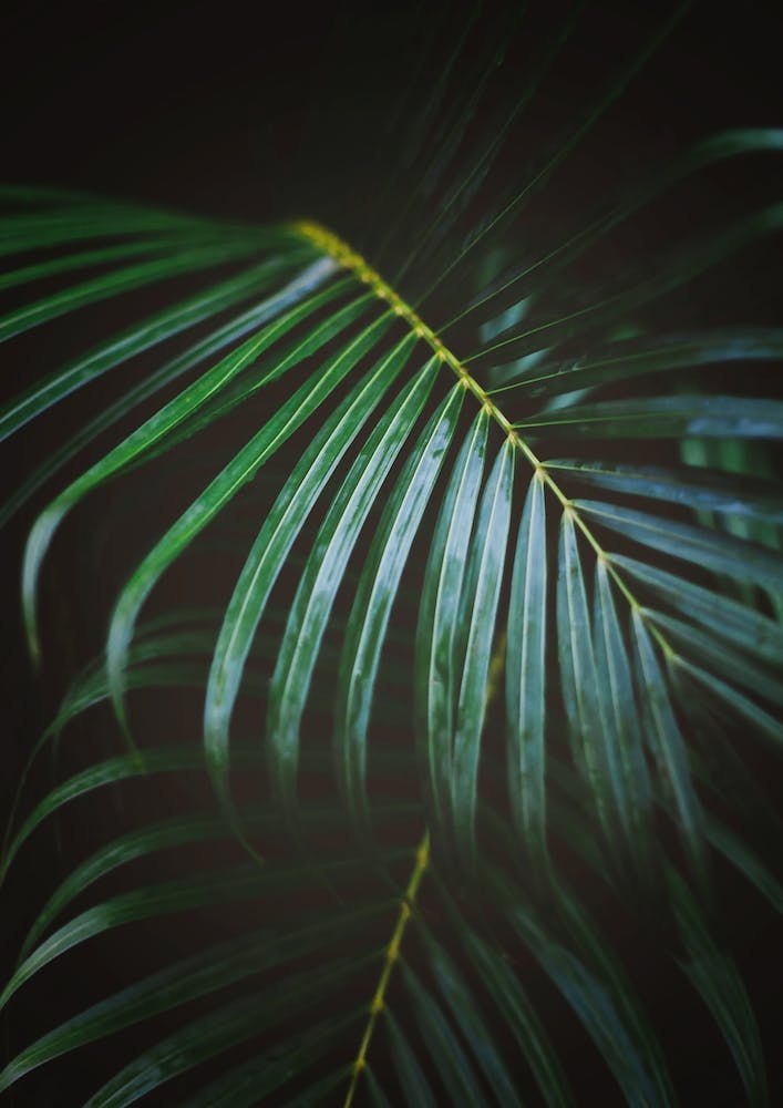 Emerald Leaf
