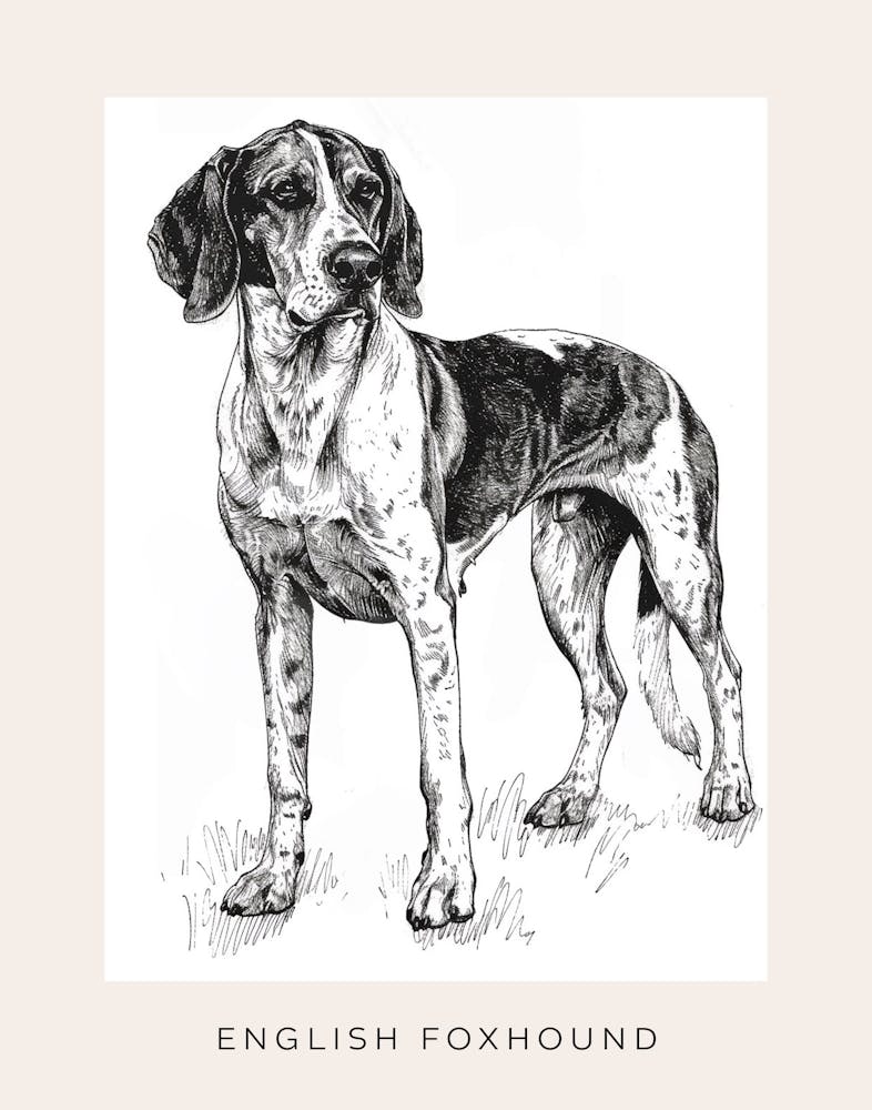 English Foxhound Dog Line Sketch 1 Poster