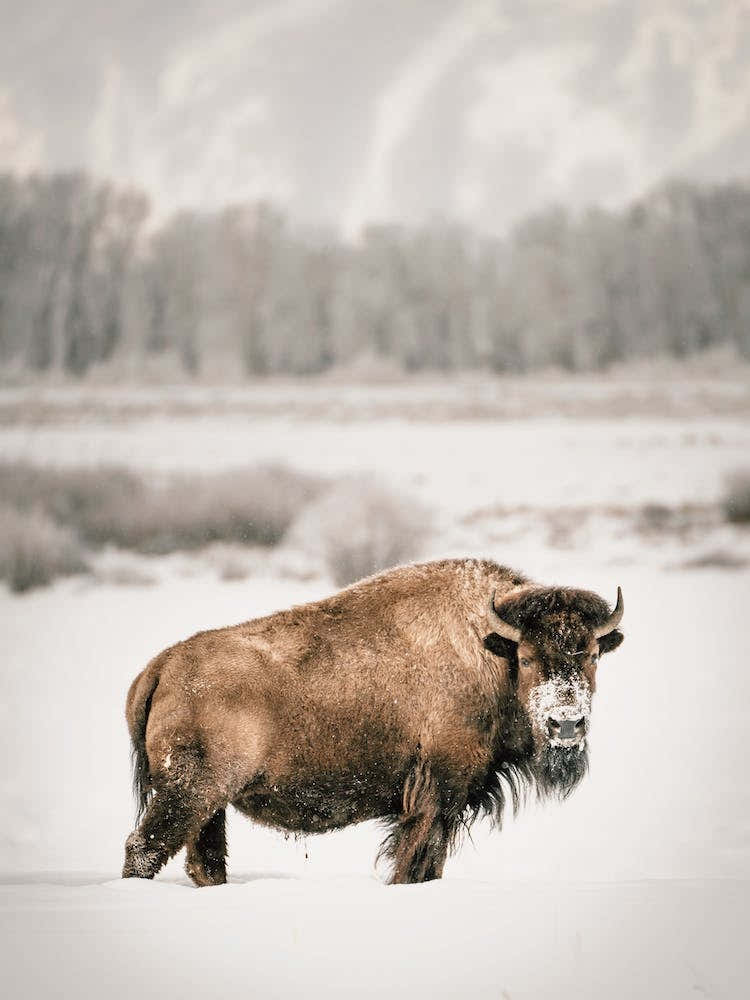 Rustic Winter Bison
