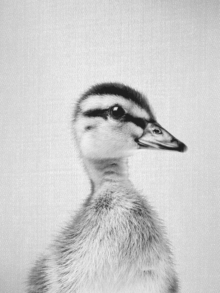 Duckling - Black & White