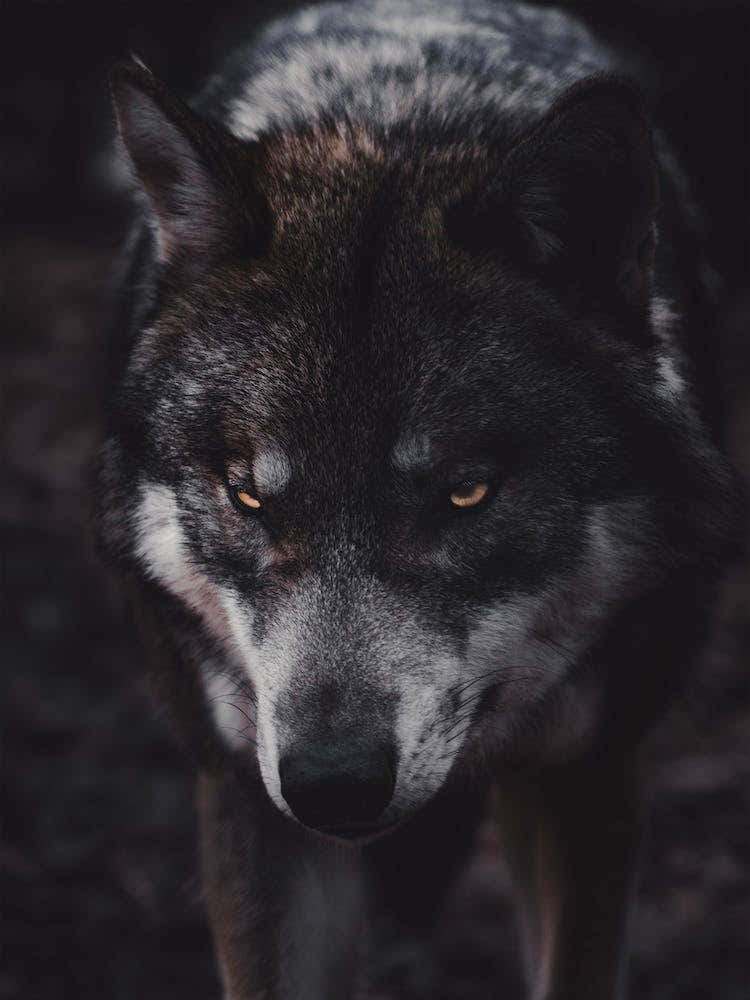Fierce Wolf
