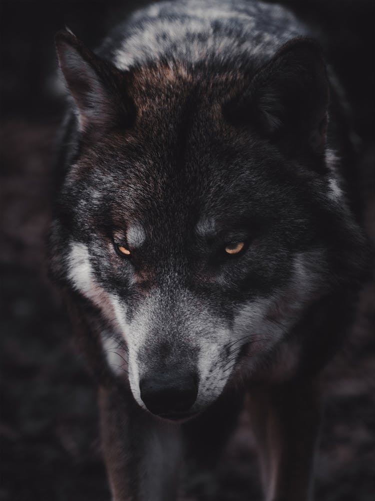 Fierce Wolf