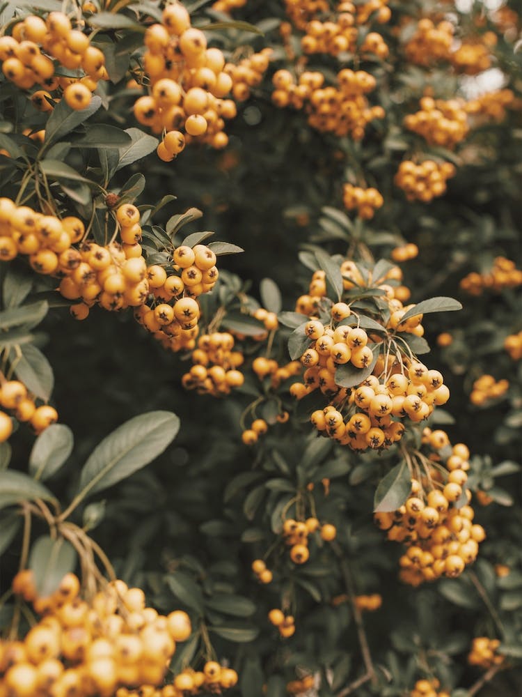 Pyracantha Plant