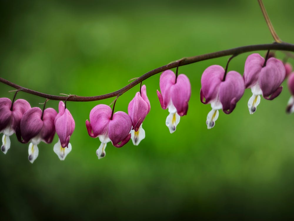 Bleeding Heart