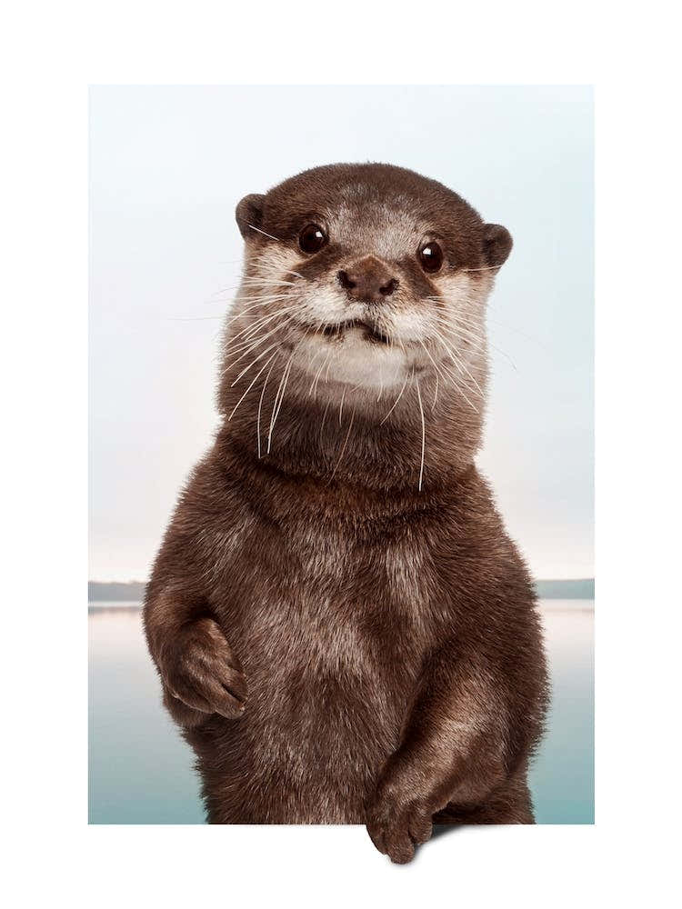 Otter
