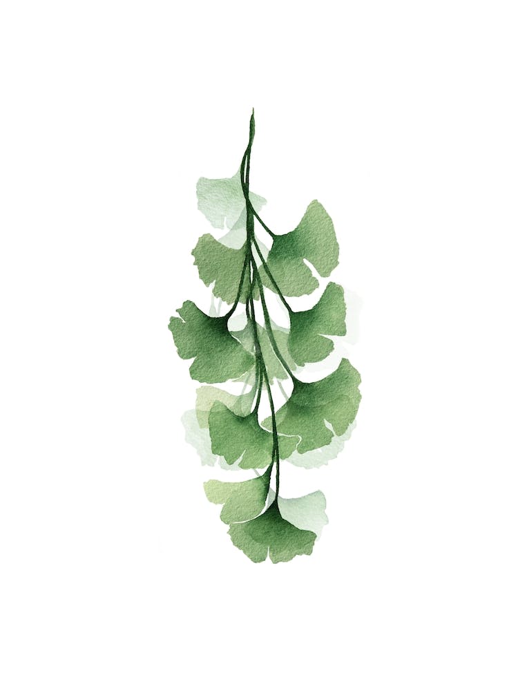 Green Gingko