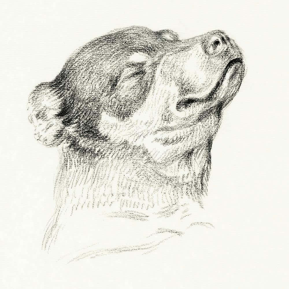 Head Of A Sleeping Dog, Jean Bernard