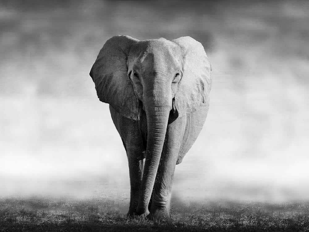 Elephant In The Grass 3