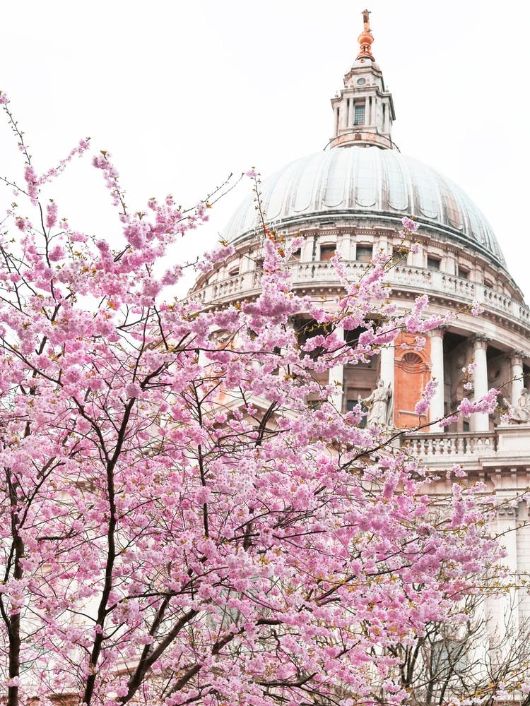 St Paul'S Spring Blossom