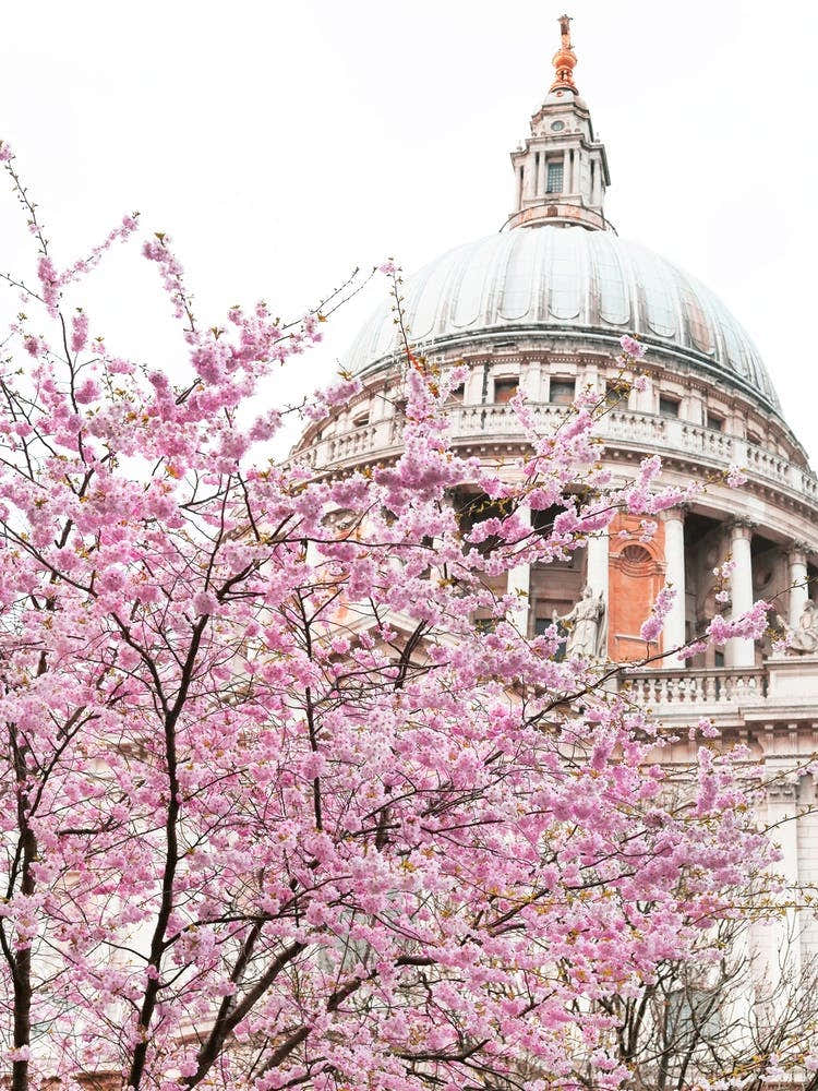 St Paul'S Spring Blossom