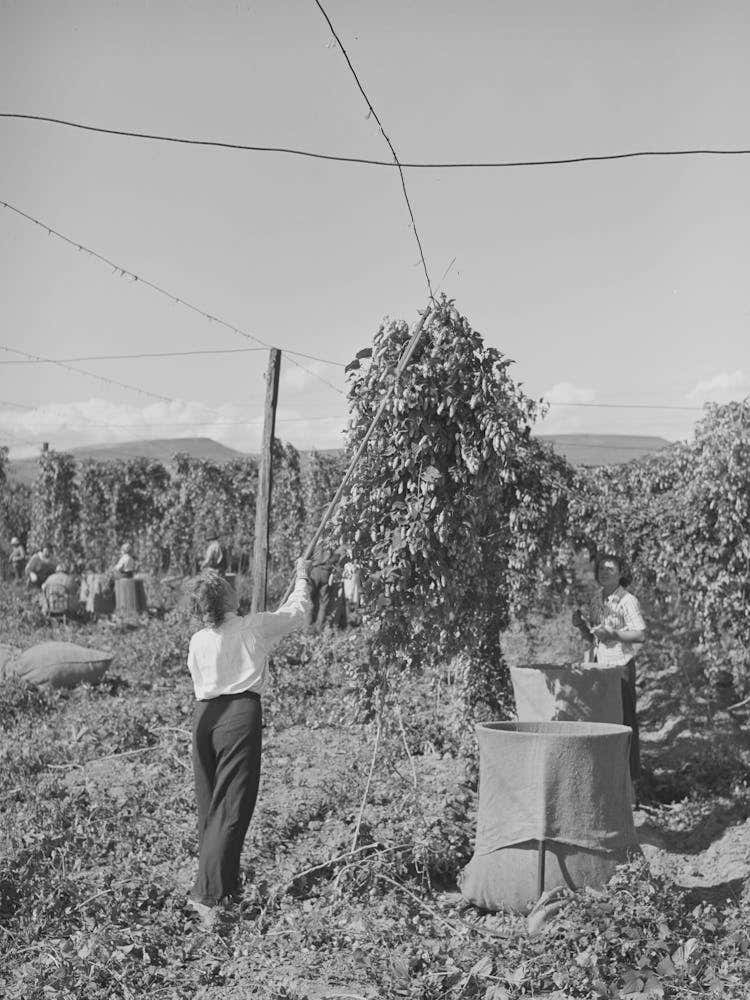 Pulling Down Vines In Hop Field, The Hops Or Burns Are Then Picked From The Vines, Yakima County, Washington By
