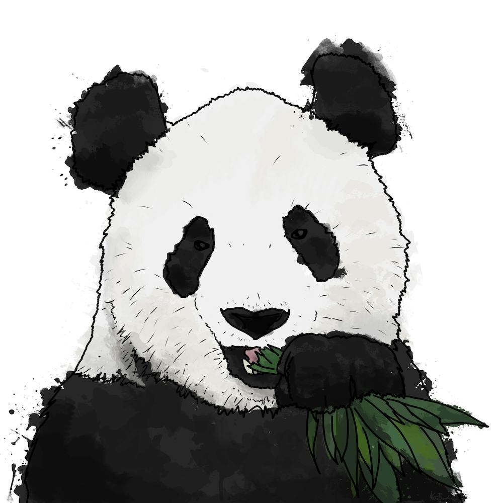 Panda And Bamboo White Square