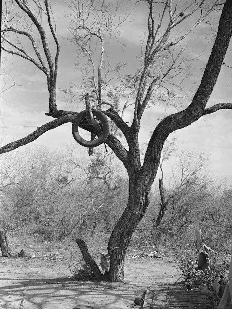 Tire On Branch Of Tree Near Harlingen, Texas By Russell Lee