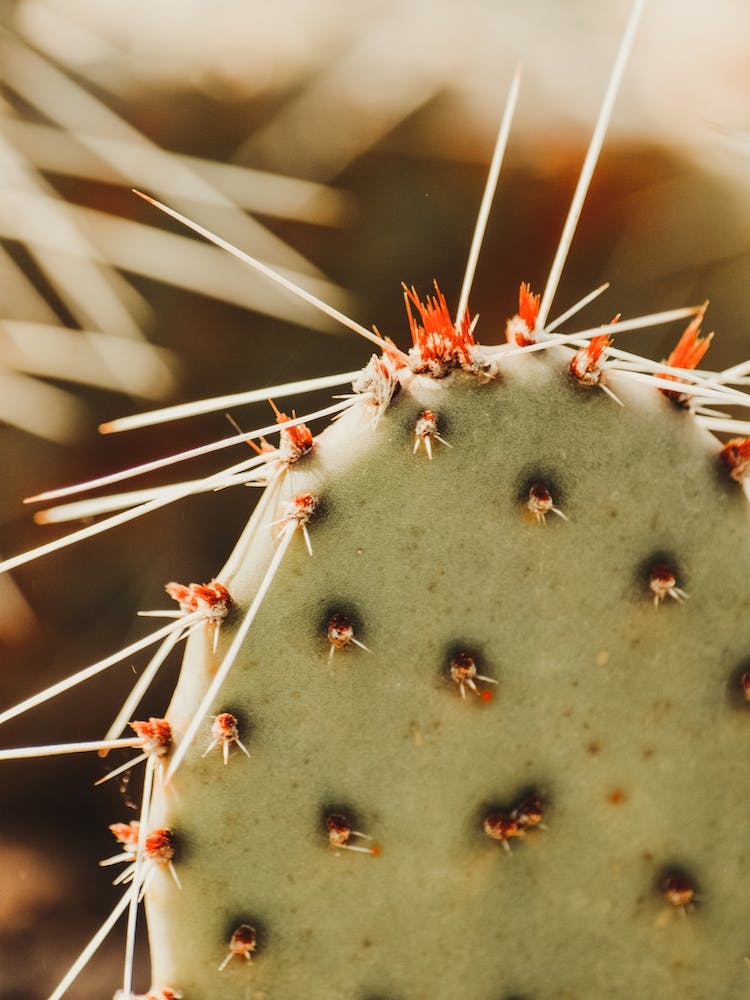 Up Close Cactus