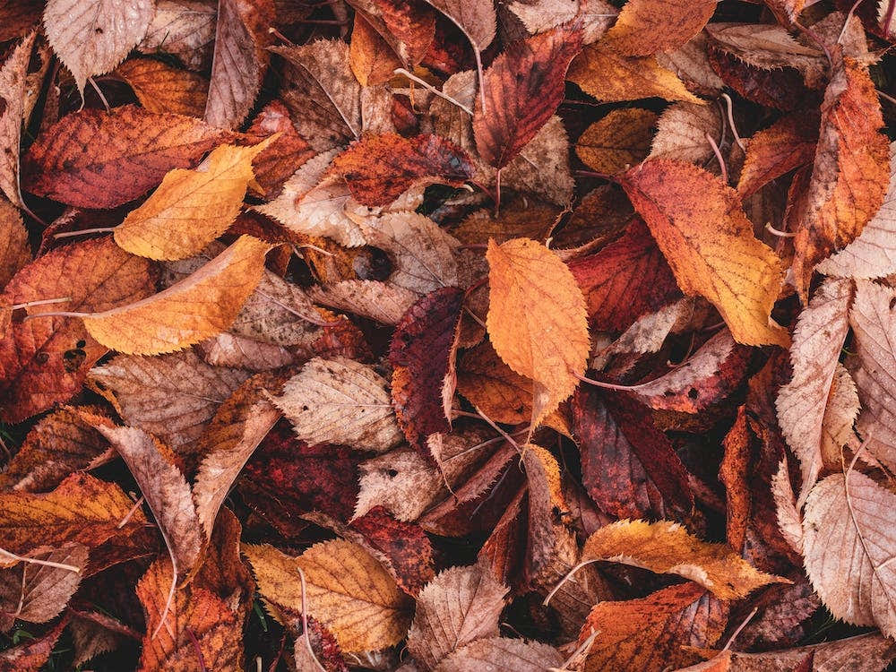 Red And Orange Leaves
