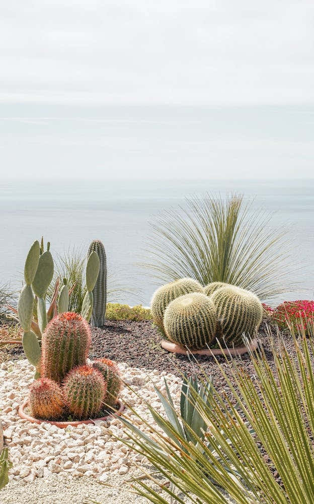 Botanical Garden Above The Sea