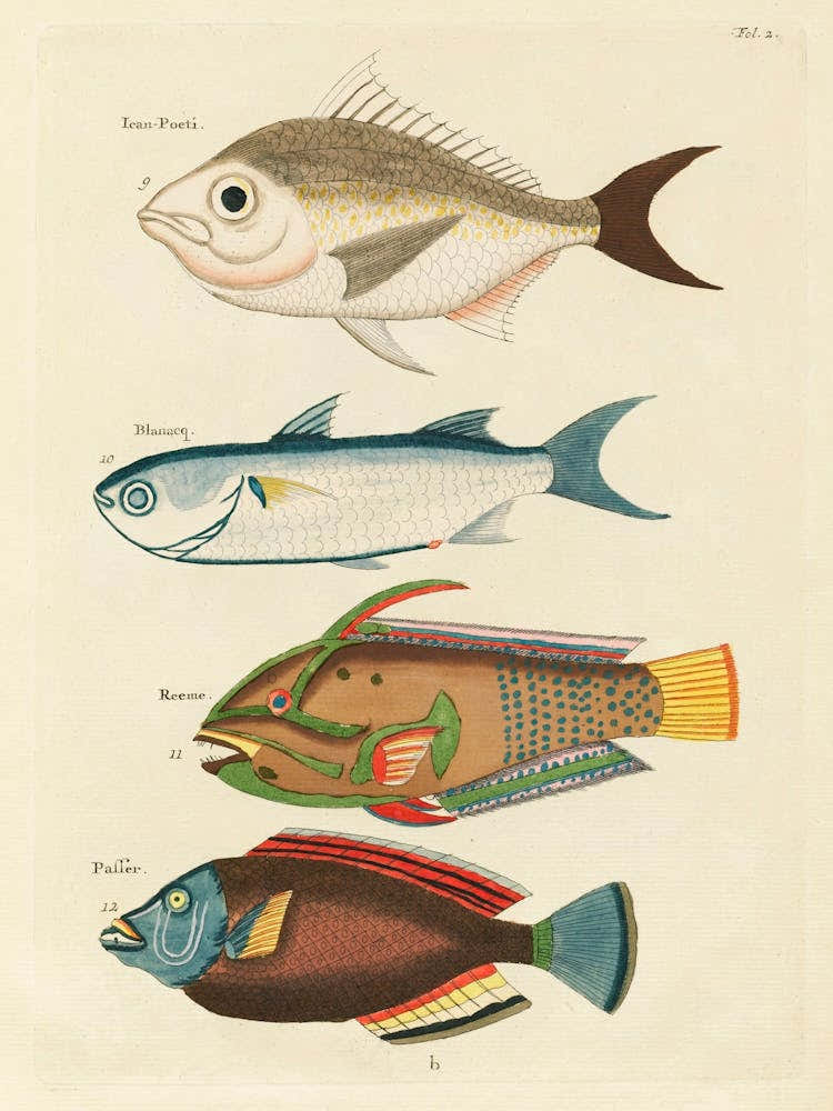Colourful And Surreal Illustrations Of Fishes Found In Moluccas (Indonesia) And The East Indies, Louis Renard(43)