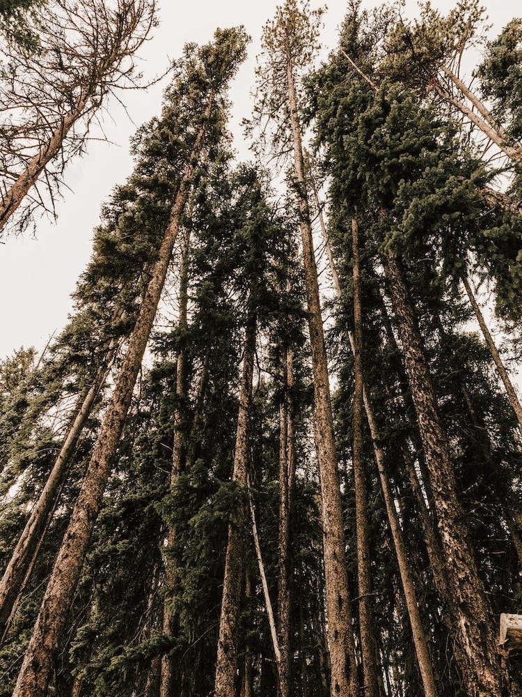 Thick Woodland Forest