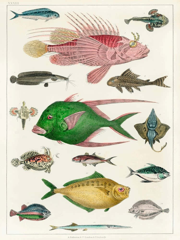 Collection Of Various Fishes, Oliver Goldsmith 1