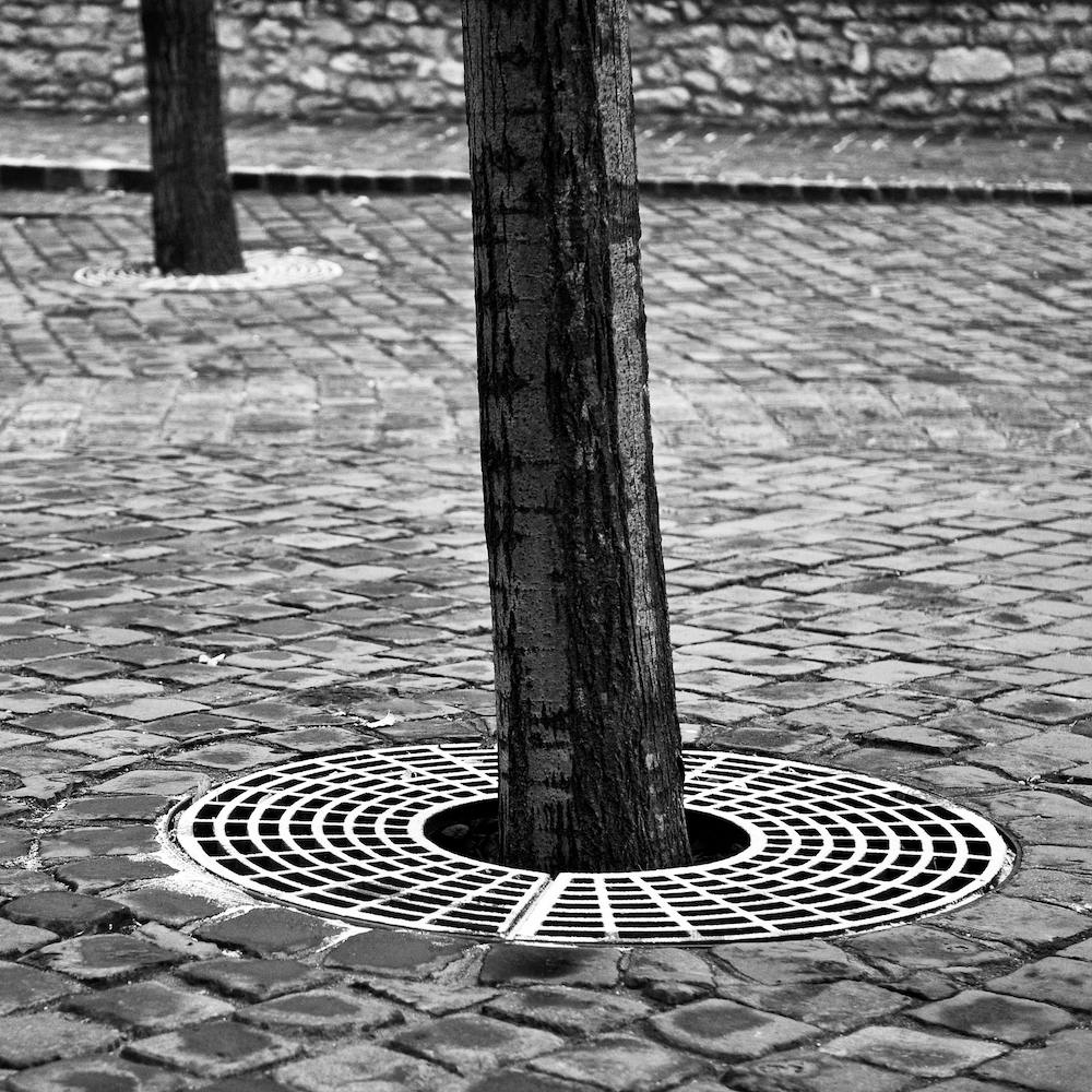 Tree Trunks And Cobbles Square