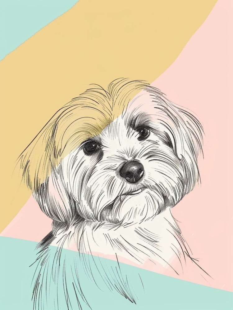 Havanese Dog Pastel Line Painting 3