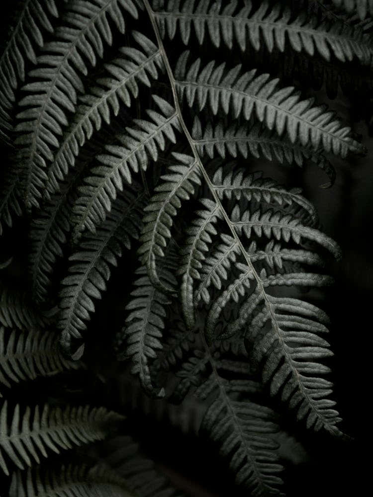 Dark Forests Fern