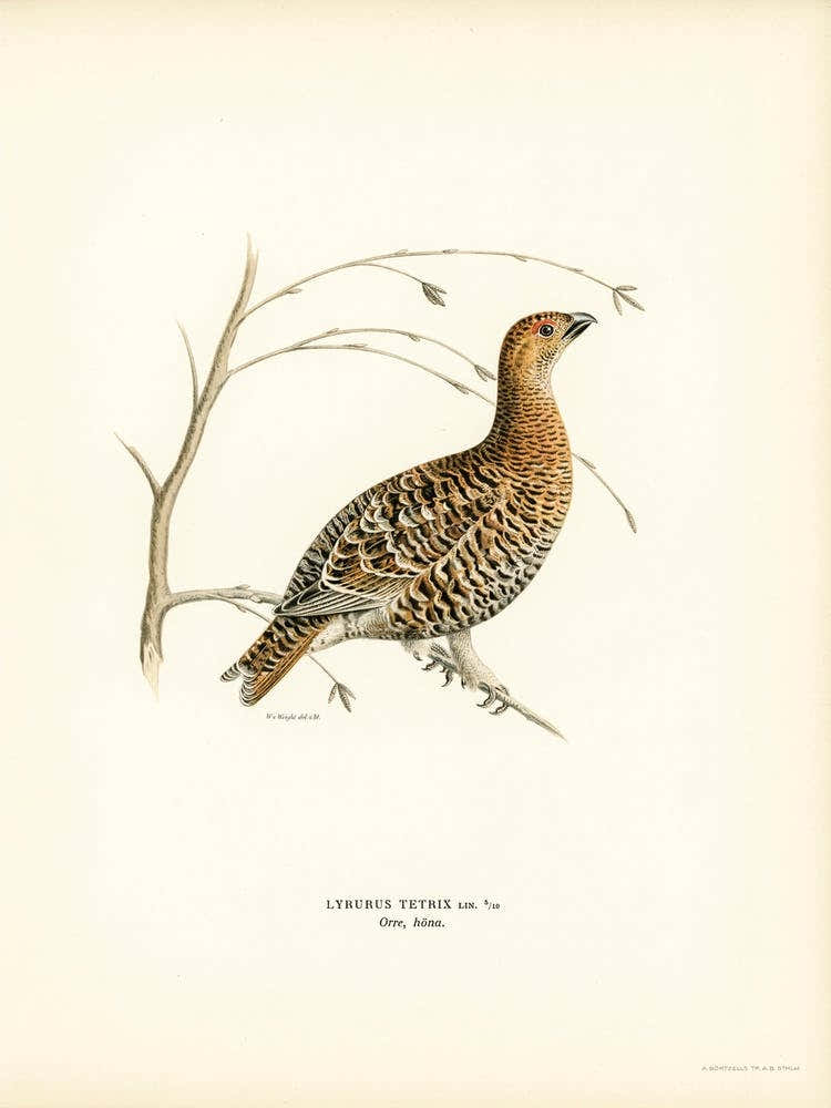 Black Grouse (Lyrurus Tetrix), The Von Wright Brothers