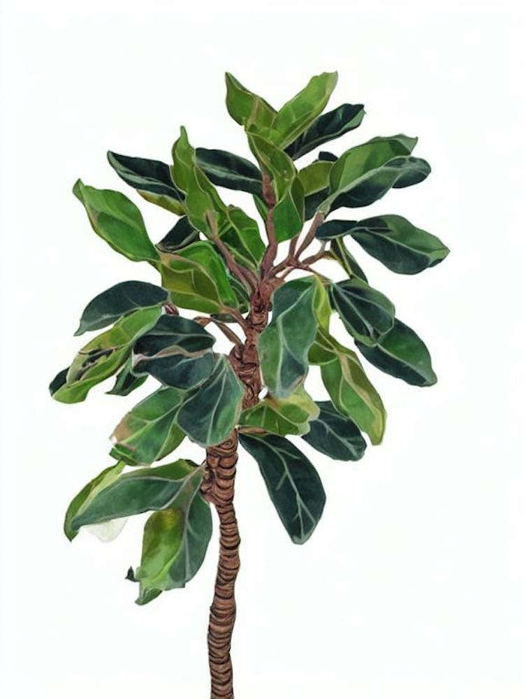 Madagascar Palm (Pachypodium Lamerei) Watercolor