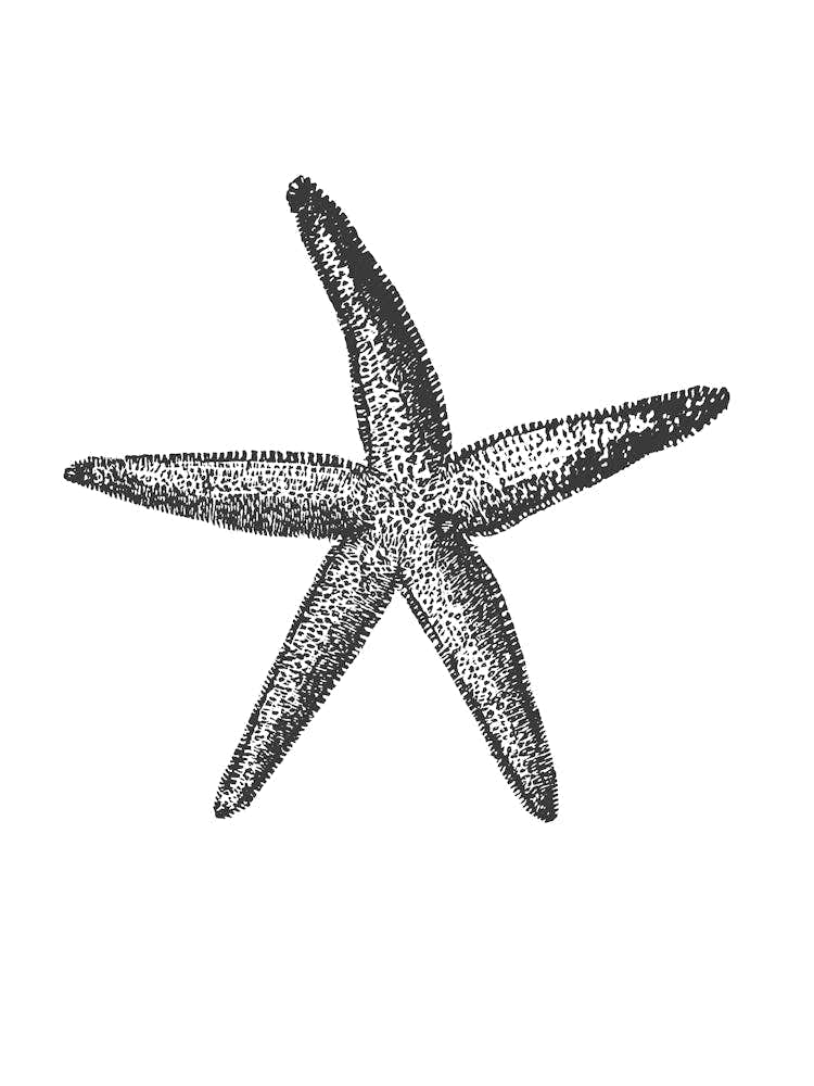 Starfish 2