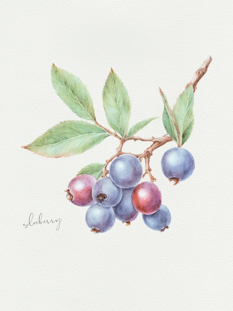 Sloeberry Hedgerow Rosehip - Textured Botanical Wall Print Set | Floral Collection