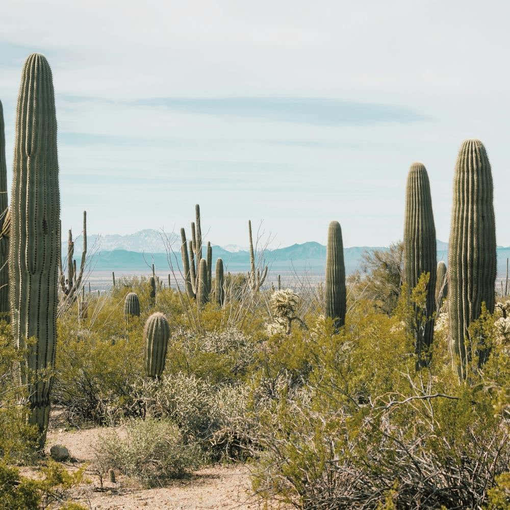 Saguaro Desert Cactus