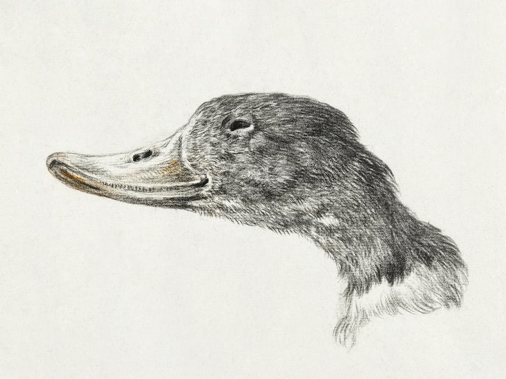 Head Of A Shelduck, Jean Bernard