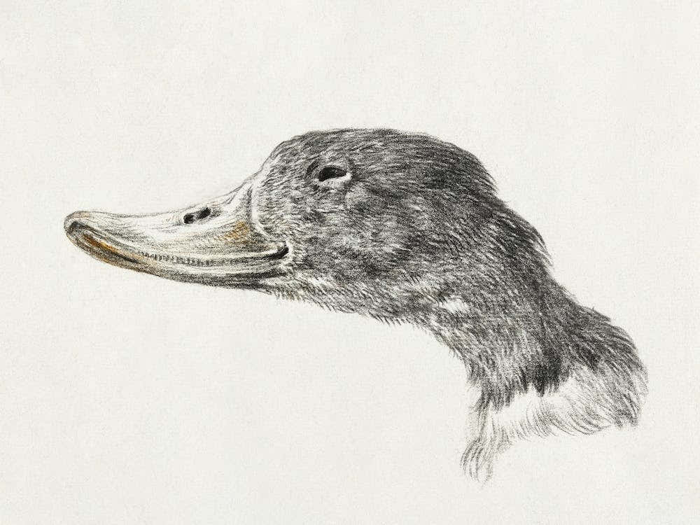 Head Of A Shelduck, Jean Bernard