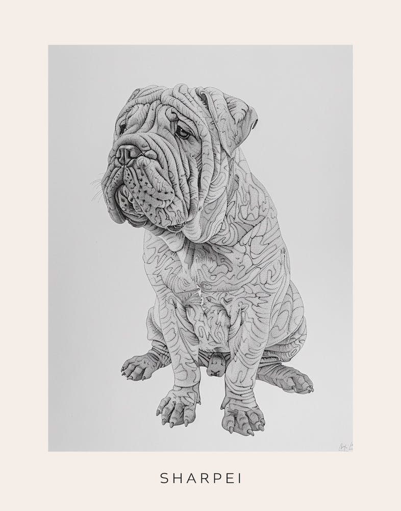 Sharpei Dog Line Sketch 2 Poster