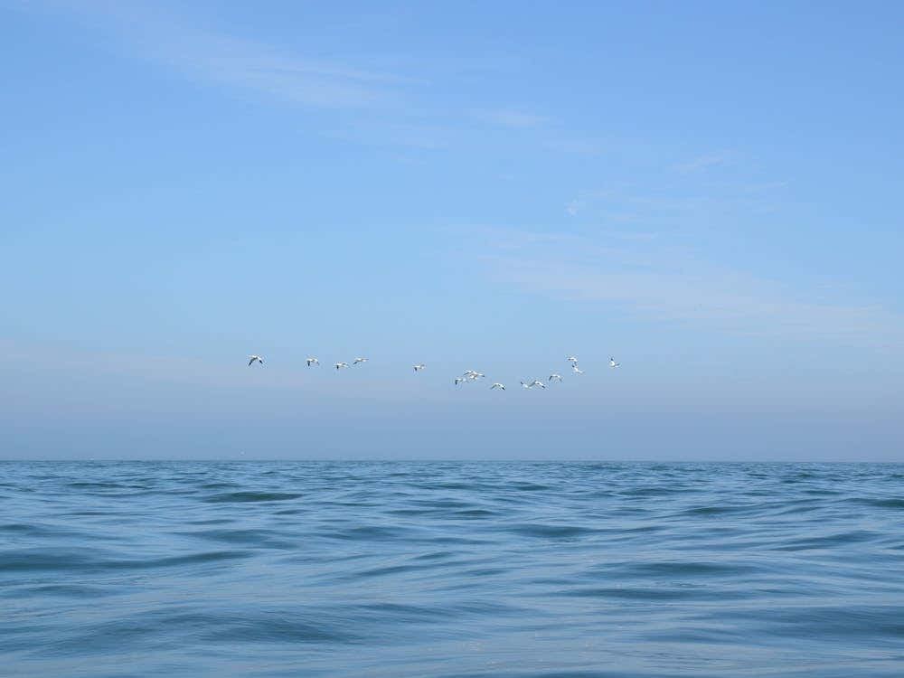 Gannets flying over a calm blue sea - summer ocean and coastal nature and travel photography by Christa Stroo Photography