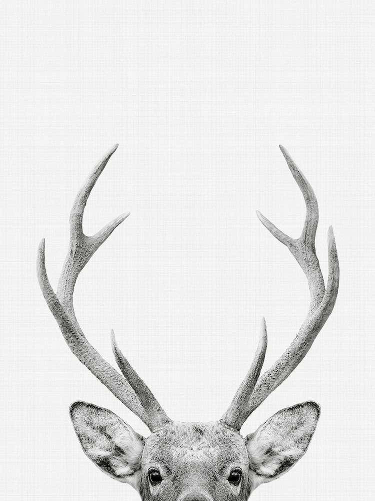 Deer Portrait