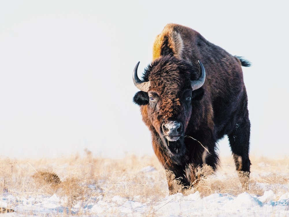 Snowy Winter Bison